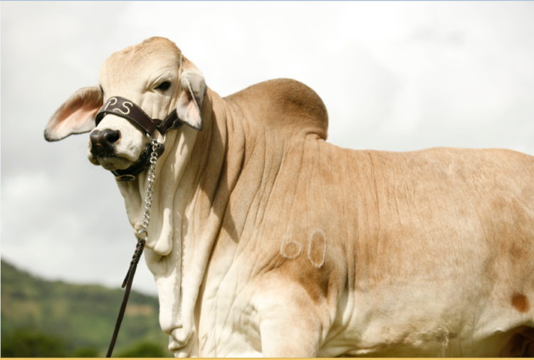 Indigestión fermentativa en ganado cebú