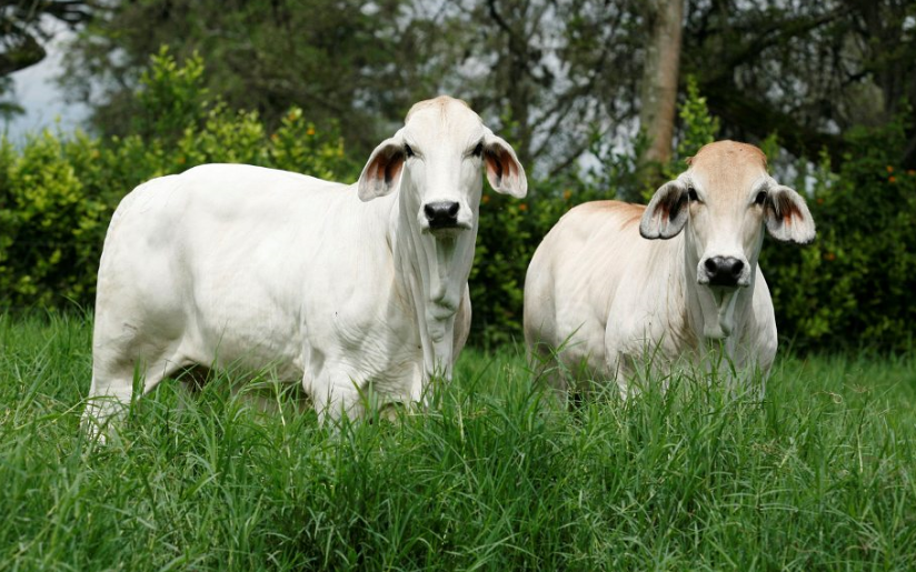 Acidosis ruminal en el cebú