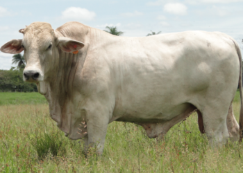 cruzamientos sostenibles