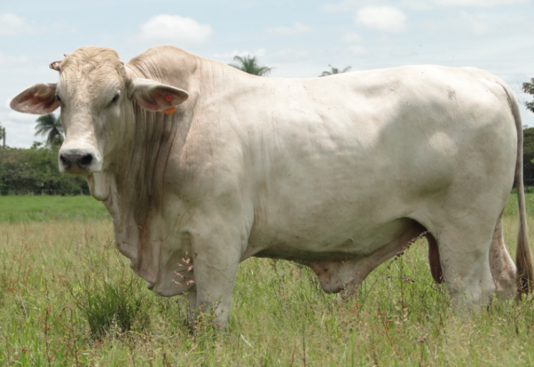 cruzamientos sostenibles