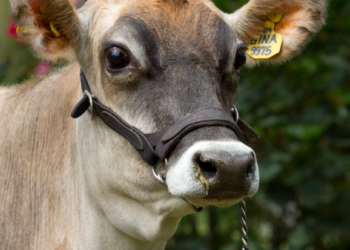 vacas
