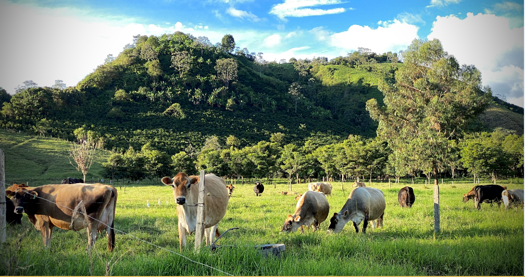 Jersey: un mundo de oportunidades