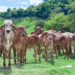 El virus de diarrea viral bovina