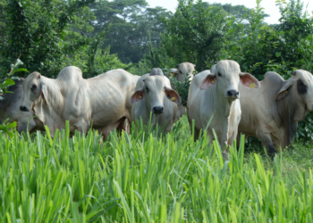 razas criollas colombianas