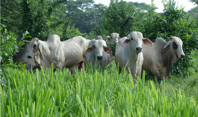 razas criollas colombianas
