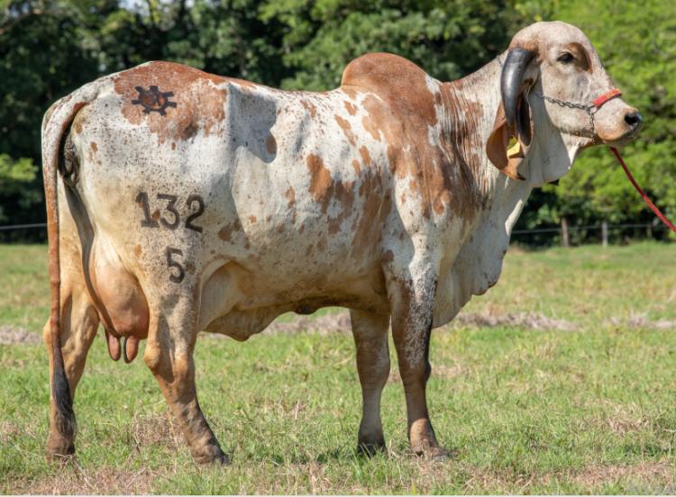 Ganadería El Tesoro