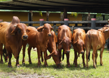 Embriones: Clasificación y calificación