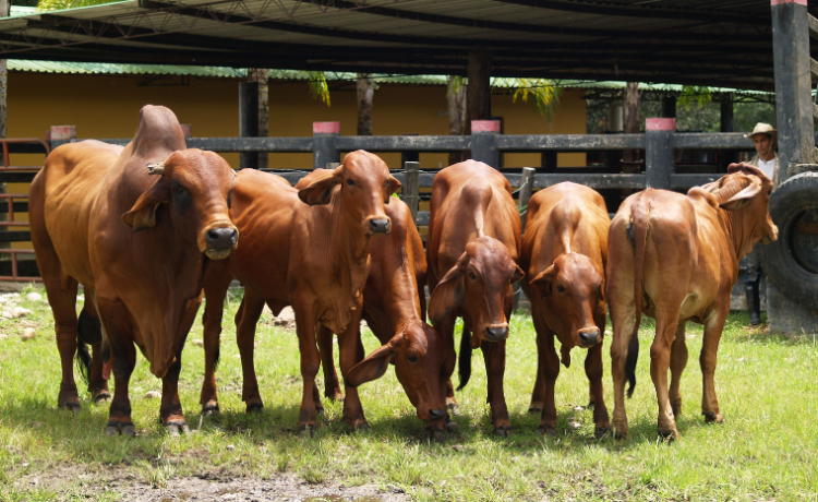 Embriones: Clasificación y calificación