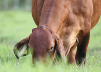 Leptospira en bovinos de carne y doble propósito