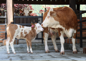 mortalidad embrionaria