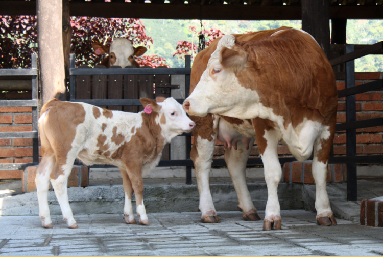 mortalidad embrionaria