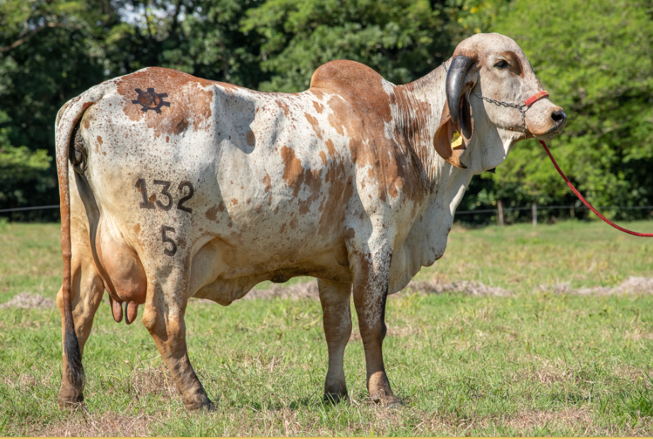 Ganadería El Tesoro