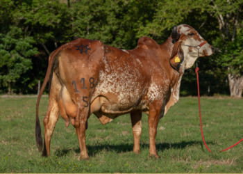 ganadería el tesoro