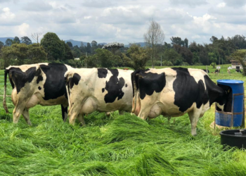 vacas en transición en riesgo y la mejor forma de manejarlas