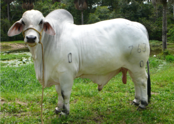 Espermatozoides: características frente a la fertilidad