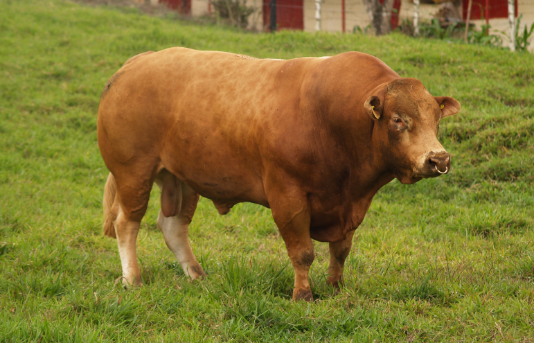 Espermatozoides: características frente a la fertilidad