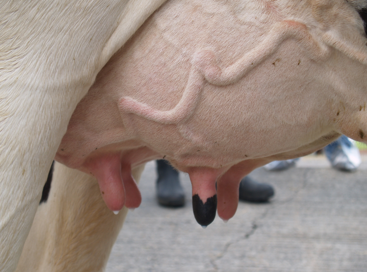 Mastitis: 7 hábitos para prevenirla