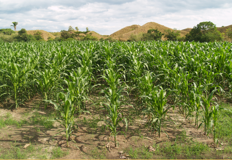 Ensilaje: su importancia y cómo prepararlo