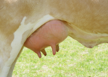 Mastitis, prevéngala antes del parto