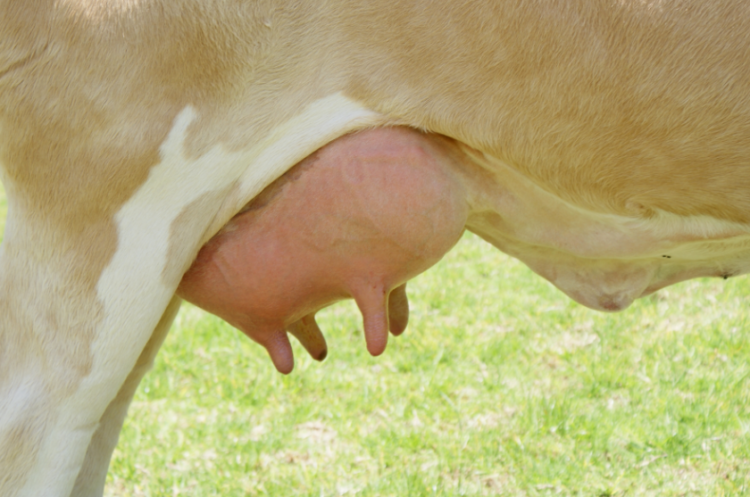 Mastitis, prevéngala antes del parto