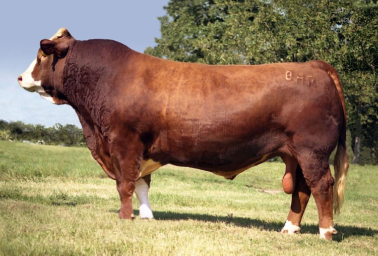 mejoramiento genético