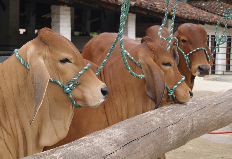 Mejoramiento genético: qué es y cómo implementarlo