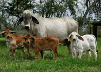 transferencia de embriones