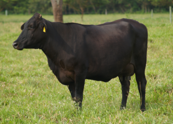 Vigor híbrido: qué es y cómo manejarlo