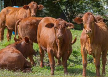 Campilobacteriosis Genital Bovina