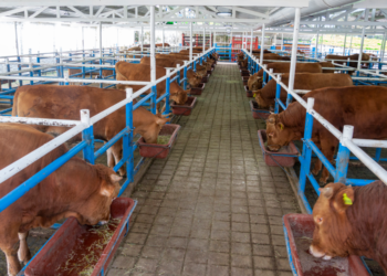 producción de carne