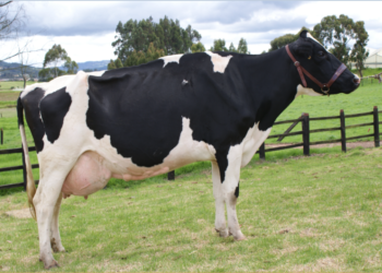 Lactotropina Lactancia Completa