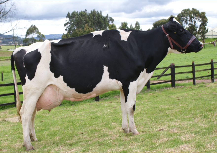 Lactotropina Lactancia Completa