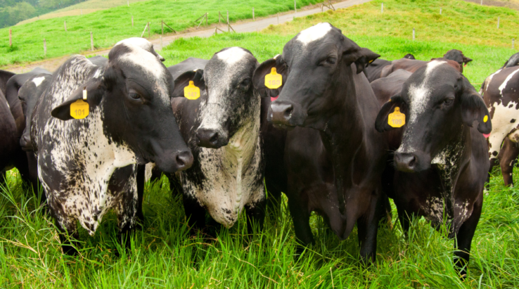 enfermedades metabólicas