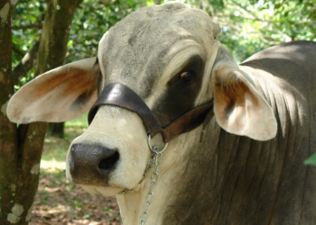 genotipificación bovina