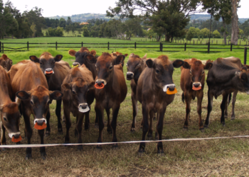 Inseminación artificial: factores que la afectan