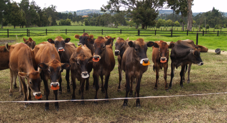 Inseminación artificial: factores que la afectan