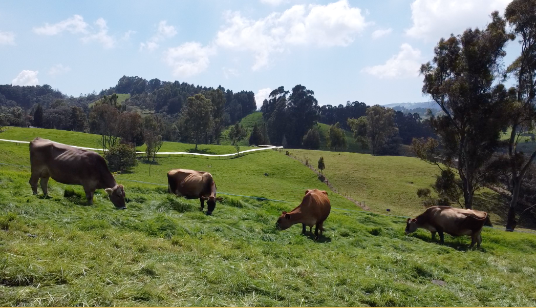 El período de transición