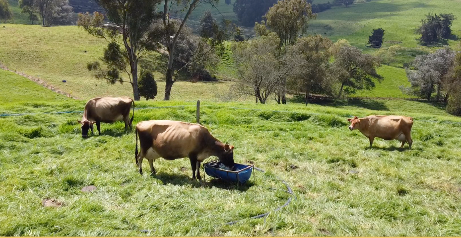 El período de transición