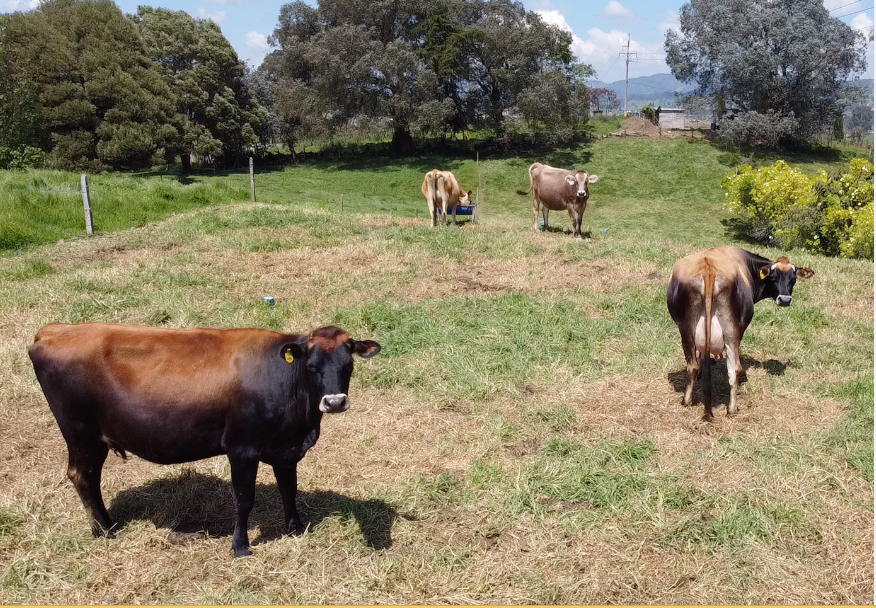 El período de transición