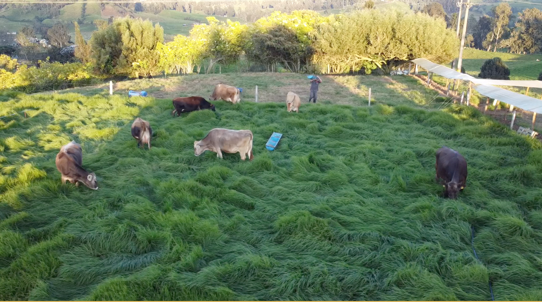 El período de transición