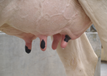mastitis
