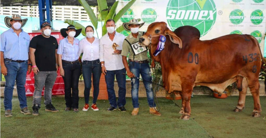 Patio Bonito Fortunato LDC 4329/81