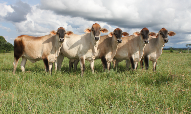 Jersey, en cruzamientos, la verdad para el trópico bajo