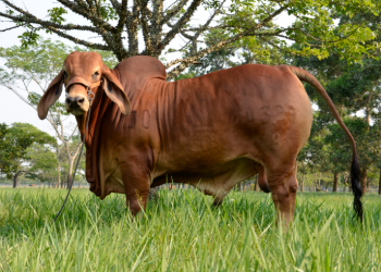 Patio Bonito Fortunato LDC 4329/81