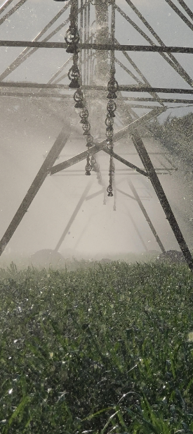 Ganadería La Palma y Corozito