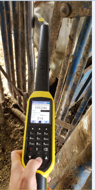 Ganadería La Palma y Corozito