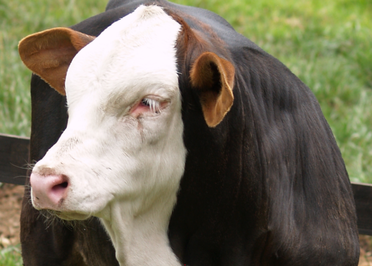Carcinoma  del  tercer  párpado
