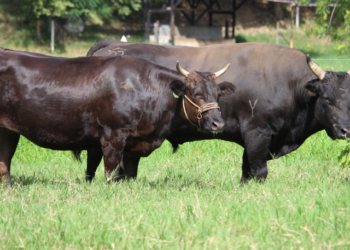Qué debe tener la carne de calidad