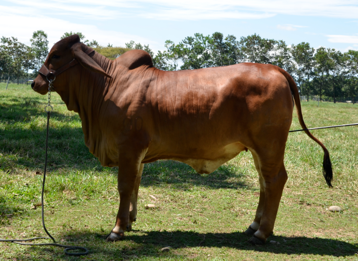 Patio Bonito Fortunato LDC 4329/81