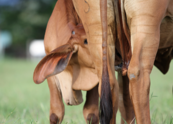 Terneras: ¿Cómo garantizar su futuro productivo?